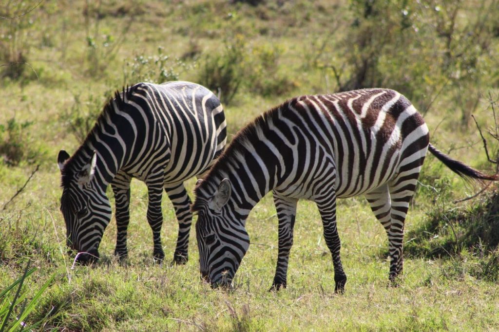 BIOFUND and MZ LNG Partner for Biodiversity Conservation and Nature-Based Solutions